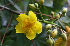 Cochlospermum religiosum